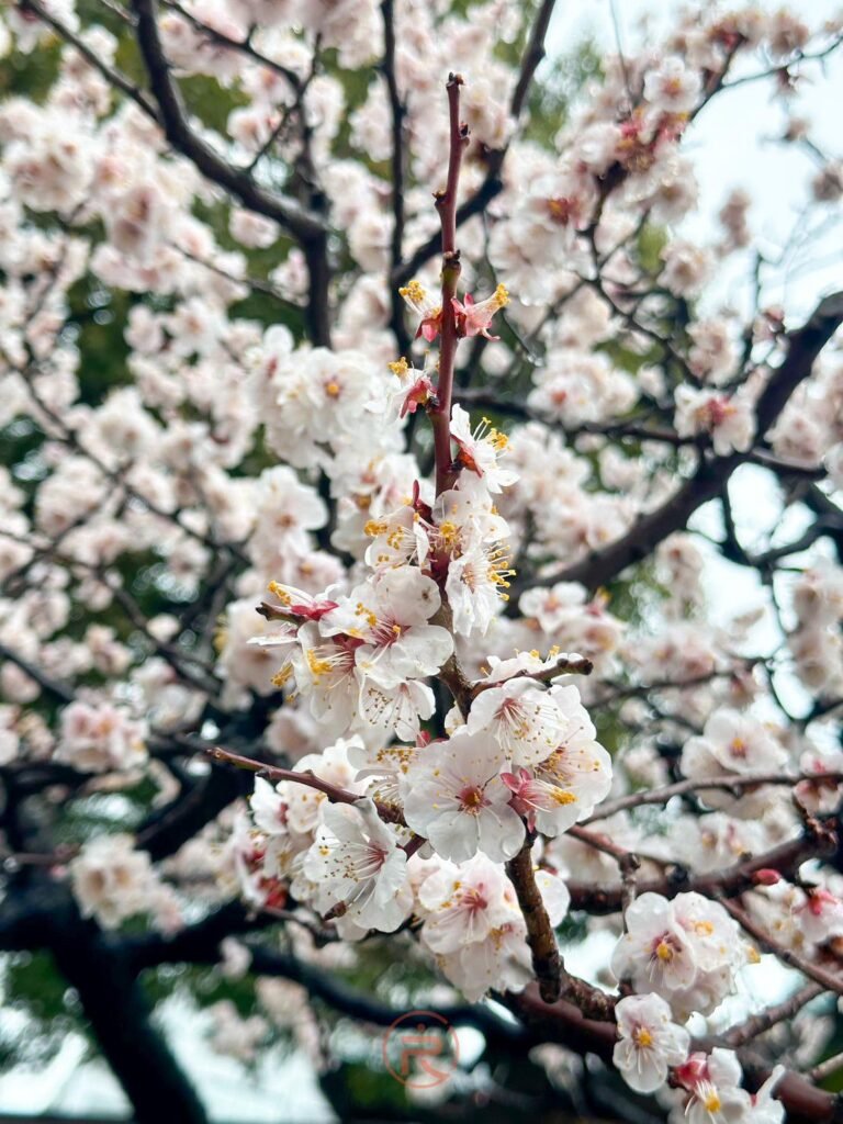 湯島天滿宮境內雪白梅花綻放的清新特寫
