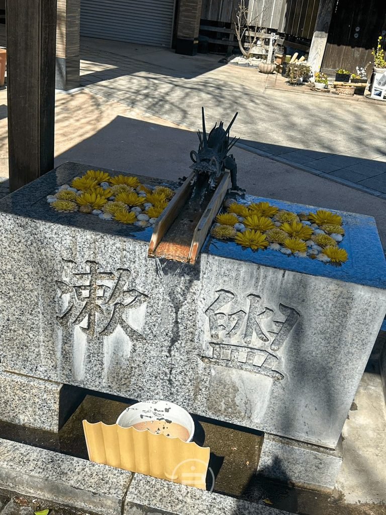  [黃花手水舍]： 川越八幡宮特色「花手水」，石造洗手池水面上漂浮著盛開的金黃色鮮花。