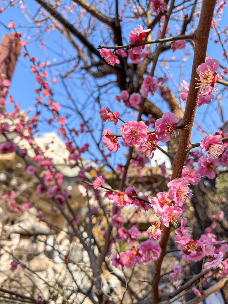  [粉紅梅花]： 早春難波八阪神社境內盛開的粉嫩梅花與藍天景觀。